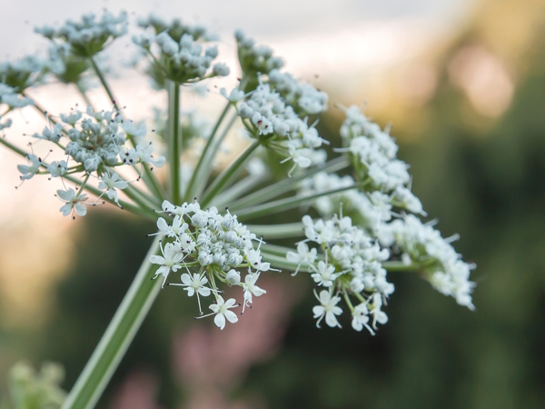 Hemlock plant